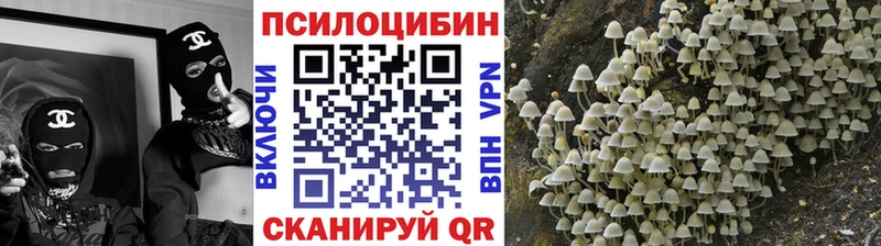 закладки  Злынка  Псилоцибиновые грибы мицелий 